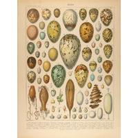 eggs by peter blake