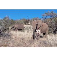 Elephant Walk 4-Hour Guided Tour from Johannesburg