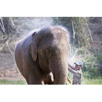 Elephant Camp Tour including Elephant Ride from Krabi
