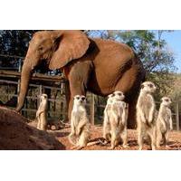 Elephant Sanctuary Tour from Johannesburg or Pretoria