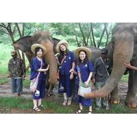 Elephant\'s Heaven: Half-Day Elephant Experience at Baanchang Elephant Park in Chiang Mai