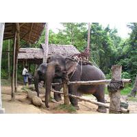 Elephant Camp and Jeep Safari Tour including Lunch from Phuket