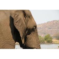 Elephant Sanctuary Tour from Johannesburg