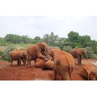 Elephants Orphanage Tour From Nairobi