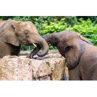 Elephant Orphanage Sanctuary and Aboriginal Settlement Tour from Kuala Lumpur