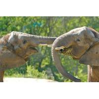 Elephant Sanctuary Tour from Kuala Lumpur
