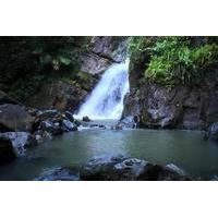 El Yunque Rainforest Guided Hiking with Waterfall Tour