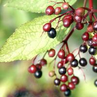 Elder Tree Gift