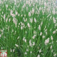 Eleocharis palustris (Marginal Aquatic) - 3 x 1 litre potted eleocharis plants