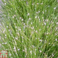 Eleocharis acicularis (Oxygenating Aquatic) - 1 x 9cm potted eleocharis plant