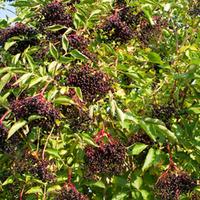 Elderberry (Hedging) - 50 bare root hedging plants