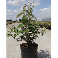 Elaeagnus x ebbingei \'Clone\' (Large Plant) - 2 x 3.6 litre potted elaeagnus plants