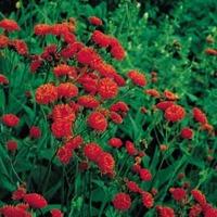Emilia coccinea \'Scarlet Magic\' - 1 packet (350 Emilia coccinea seeds)