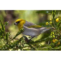 Endangered Birds Of Hawaii