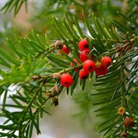 English Yew (Hedging) - 10 bare root hedging plants