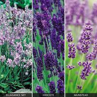 English Lavender Collection - 18 lavender plug tray plants - 6 of each variety