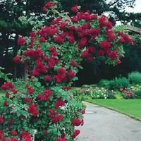 Ena Harkness Climbing Rose 1 Bare Root Plant