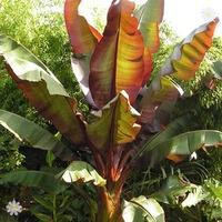 Ensete \'Maurelii (Red Abysinnian Banana) plant 70cm tall