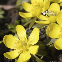 English Aconites - pack of 25 in the green