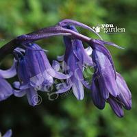 english native bluebells pack of 25 in the green