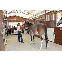 Equine Tour with World Renowned Equestrian