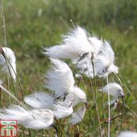 Eriophorum angustifolium (Marginal Aquatic) - 1 x 1 litre potted eriophorum plant