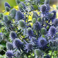 Eryngium planum \'Blue Hobbit\' (Large Plant) - 3 x 1 litre potted eryngium plants