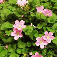 erodium variabile roseum large plant 2 x 1 litre potted erodium plants