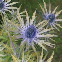 eryngium neptunes gold 2 x 9cm potted eryngium plants