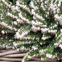 Erica carnea f. alba \'Snow Queen\' (Large Plant) - 2 x 2 litre potted Erica plants