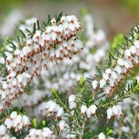 Erica x darleyensis f. albiflora \'White Perfection\' (Large Plant) - 1 x 2 litre potted Erica plant