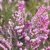 erica carnea pink spangels large plant 1 x 2 litre potted erica plant