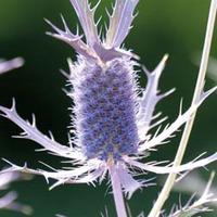 Eryngium leavenworthii - 1 packe...