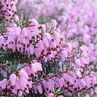 Erica x darleyensis \'Bert\' (Large Plant) - 1 x 2 litre potted Erica plant