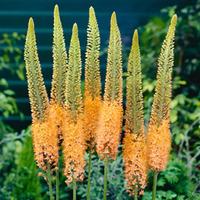 Eremurus x isabellinus \'Cleopatra\' (Large Plant) - 2 x 2 litre potted eremurus plants