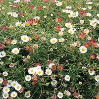 Erigeron \'Stallone\' - 6 erigeron plug plants