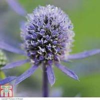 Eryngium planum \'Blue Hobbit\' (Garden Ready) - 15 eryngium garden ready plants