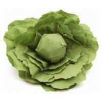 Erzi Lettuce