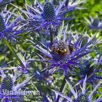 eryngium blue steel 10 bare root eryngium plants