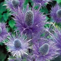 Eryngium \'Blue Steel\' - 4 bare root eryngium plants