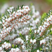Erica x darleyensis f. albiflora \'White Perfection\' (Large Plant) - 1 plant in 2 litre pot
