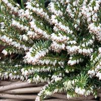 Erica carnea f. alba \'Snow Queen\' (Large Plant) - 1 plant in 2 litre pot