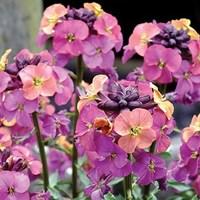 Erysimum Monet's Moment 3 Plants 1 Litre