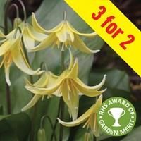 Erythronium Pagoda 3x1.5 Litre Pots