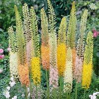 Eremurus \'Ruiter Hybrids\' (Foxtail Lily) plant- pack of 3 roots