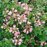 Escallonia \'Apple Blossom\' (Large Plant) - 2 x 3.5 litre potted escallonia plants