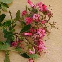 escallonia rubra macrantha large plant 2 x 36 litre potted escallonia  ...