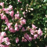 Escallonia Apple Blossom 1 Plant 3 Litre