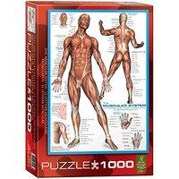 eurographics puzzle 1000pc the muscular system