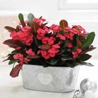 euphorbia red duo gift 1 x euphorbia red duo